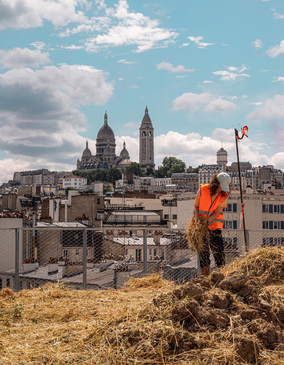 Seeding the roof of the rue des Poissonniers project ensemencement-poissonniers-prairie-vignette