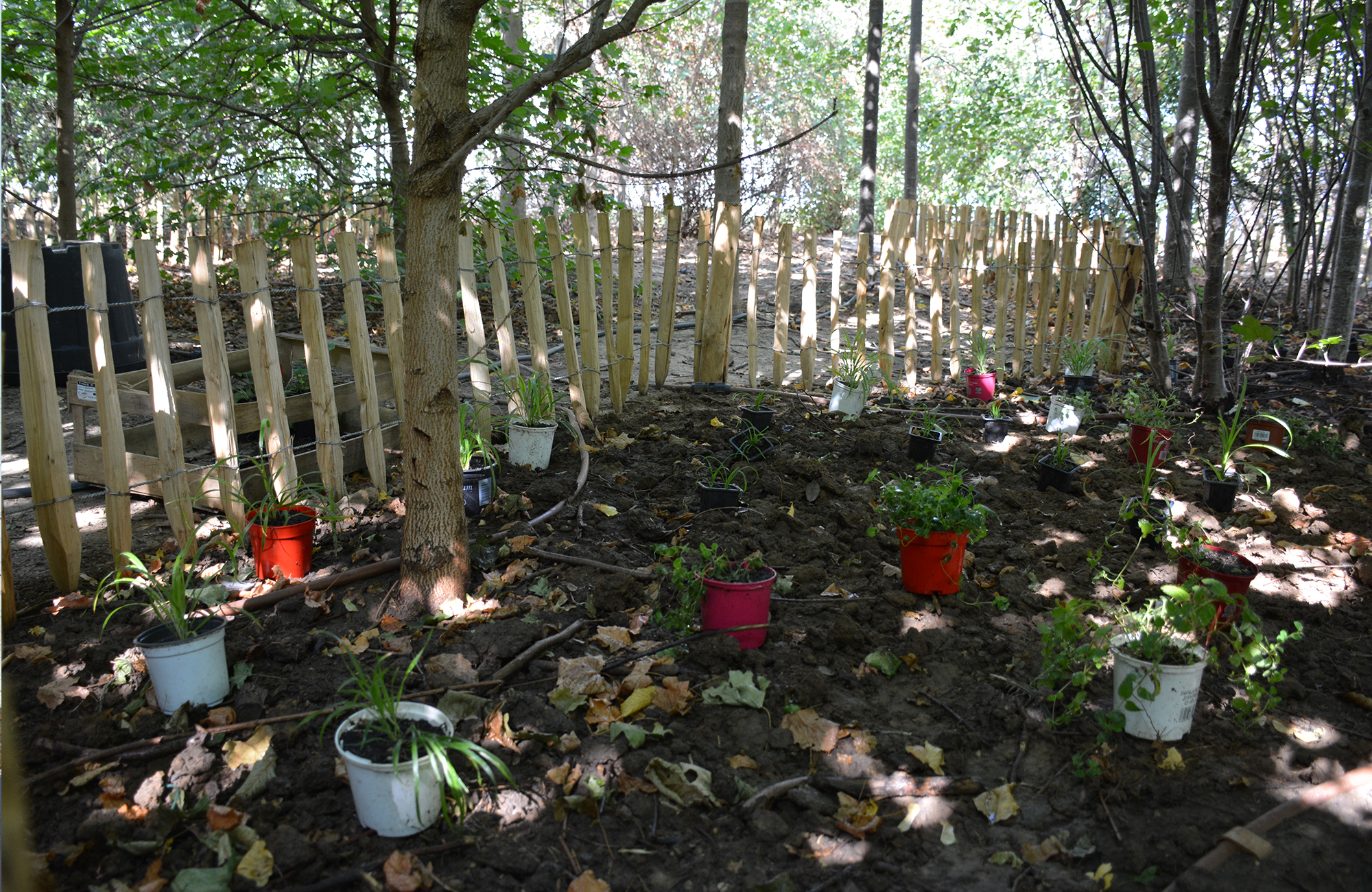An experiment in ecological restoration une-experience-de-restauration-ecologique-14