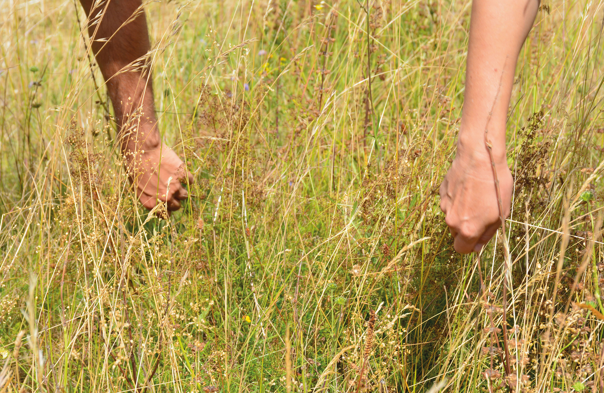 An experiment in ecological restoration une-experience-de-restauration-ecologique-01
