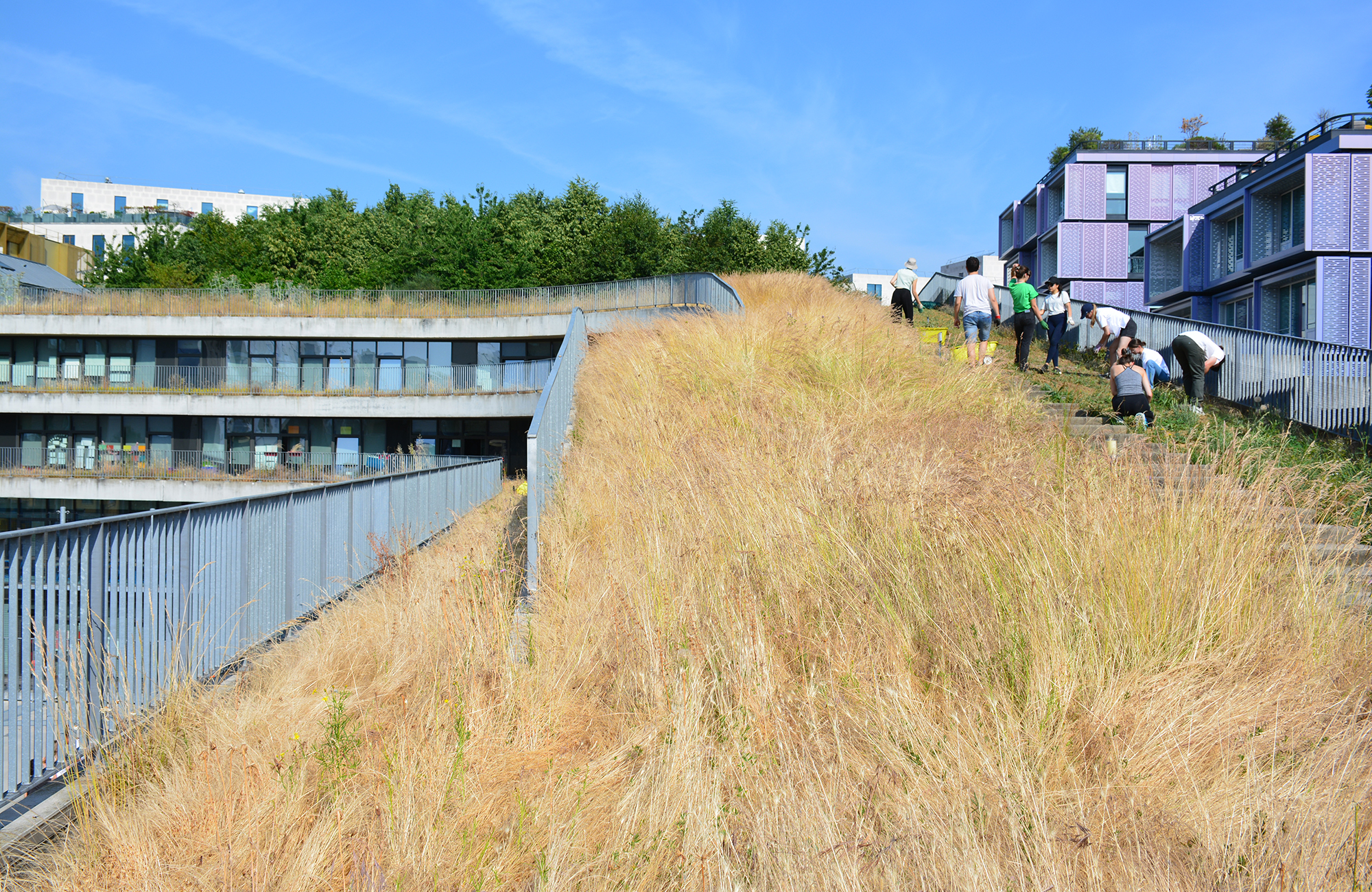 Des prairies de Marly au toit de l'École des Sciences et de la Biodiversité à Boulogne fauche-boulogne-10