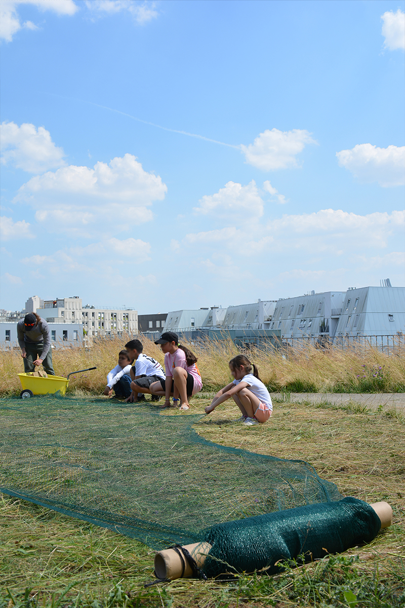 Des prairies de Marly au toit de l'École des Sciences et de la Biodiversité à Boulogne fauche-boulogne-2