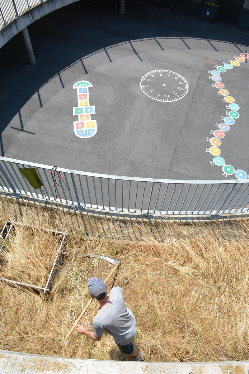 From the meadows of Marly to the roof of the Biodiversity School in Boulogne fauche-boulogne-3
