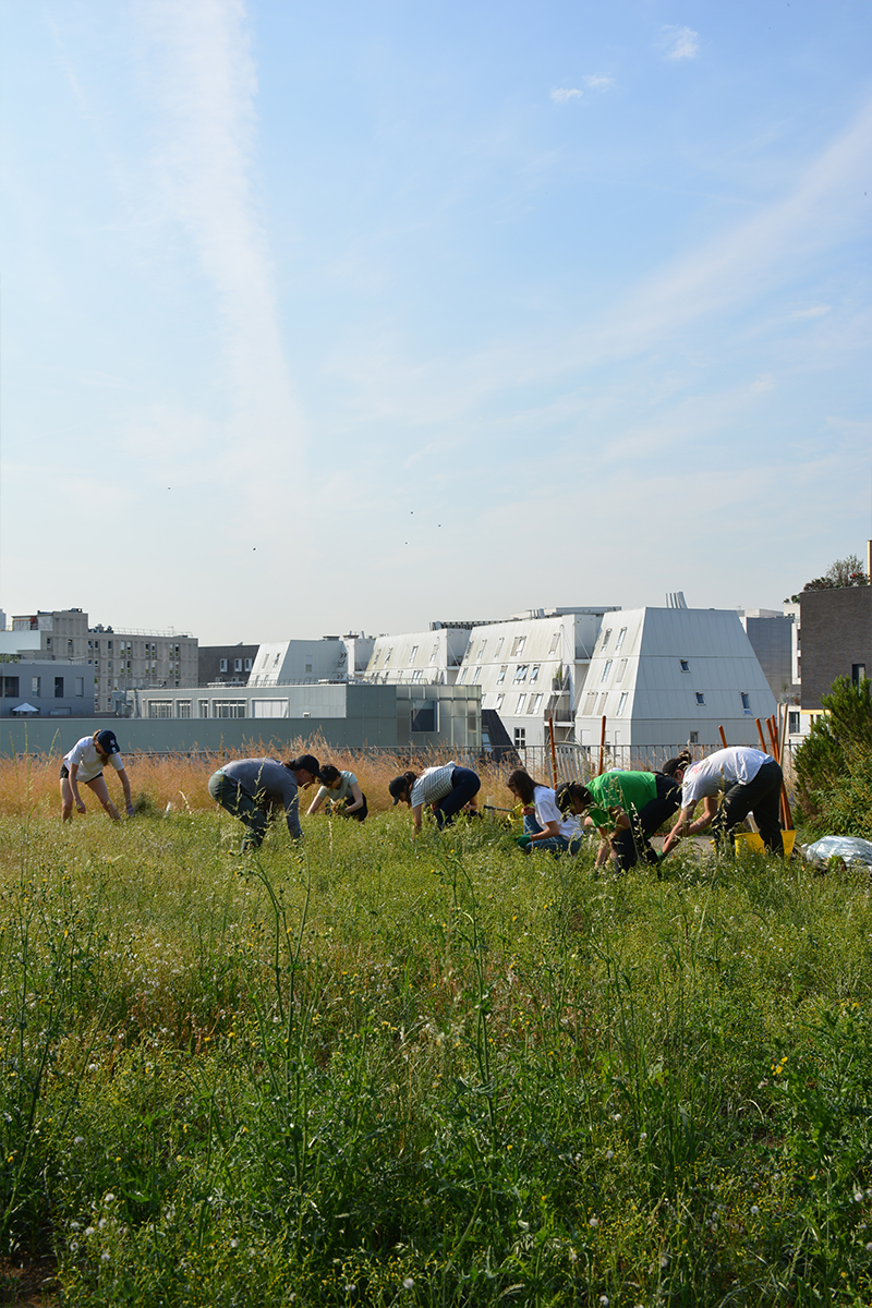 Des prairies de Marly au toit de l'École des Sciences et de la Biodiversité à Boulogne fauche-boulogne-5