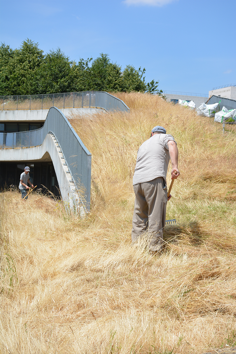 Des prairies de Marly au toit de l'École des Sciences et de la Biodiversité à Boulogne fauche-boulogne-4