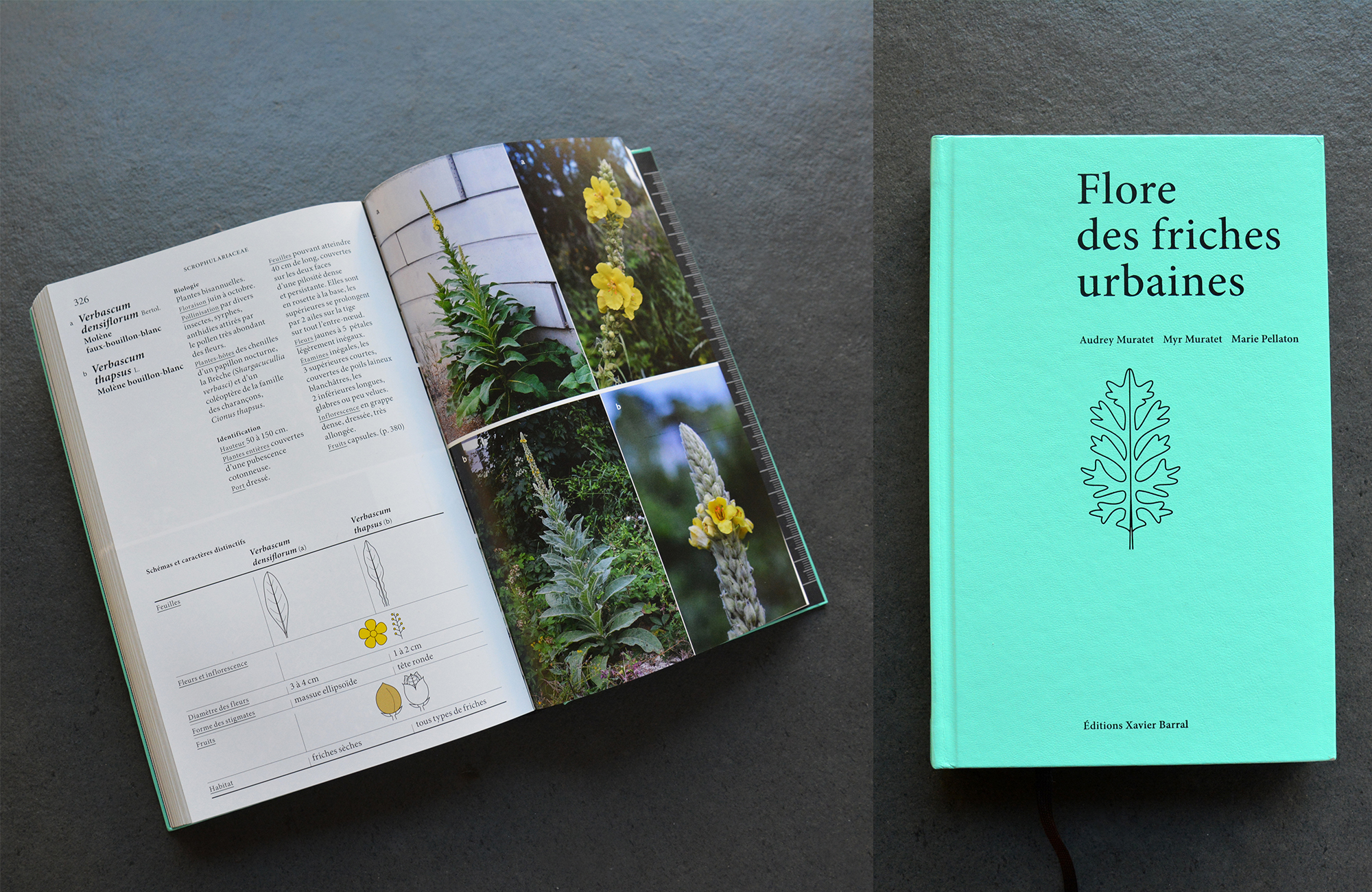 Un suivi écologique de la biodiversité flore-friches-urbaines-01